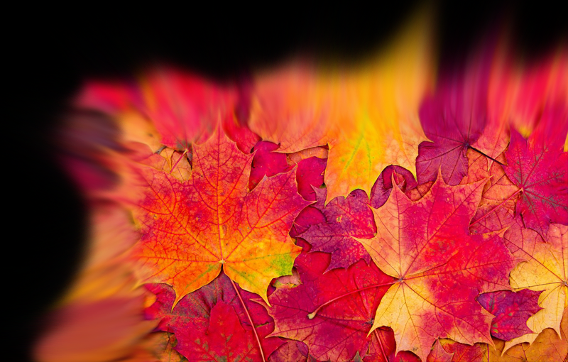 Autumn Skin